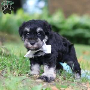 Benji, Miniature Schnauzer Puppy